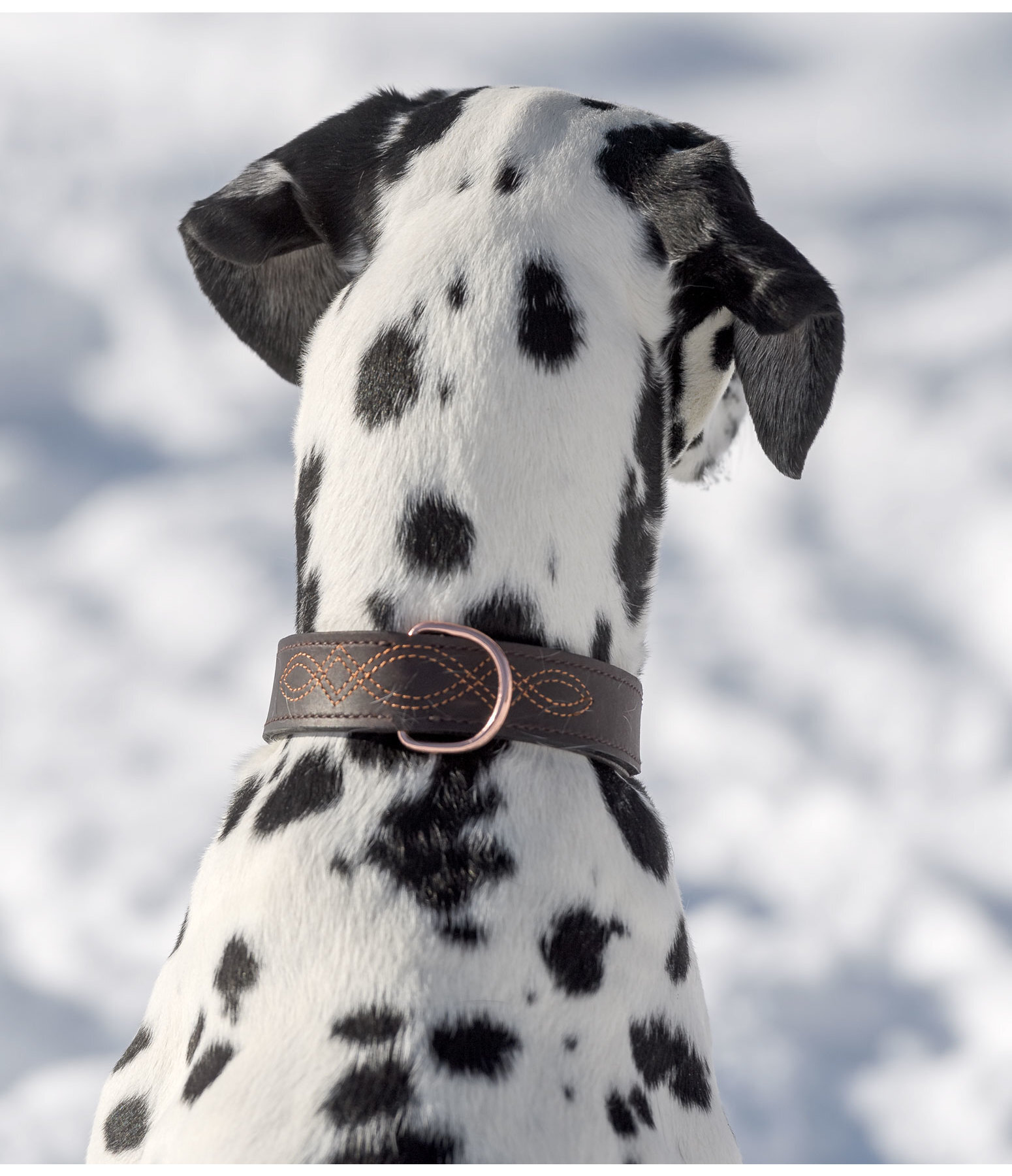 Collier en cuir pour chien  Livorno