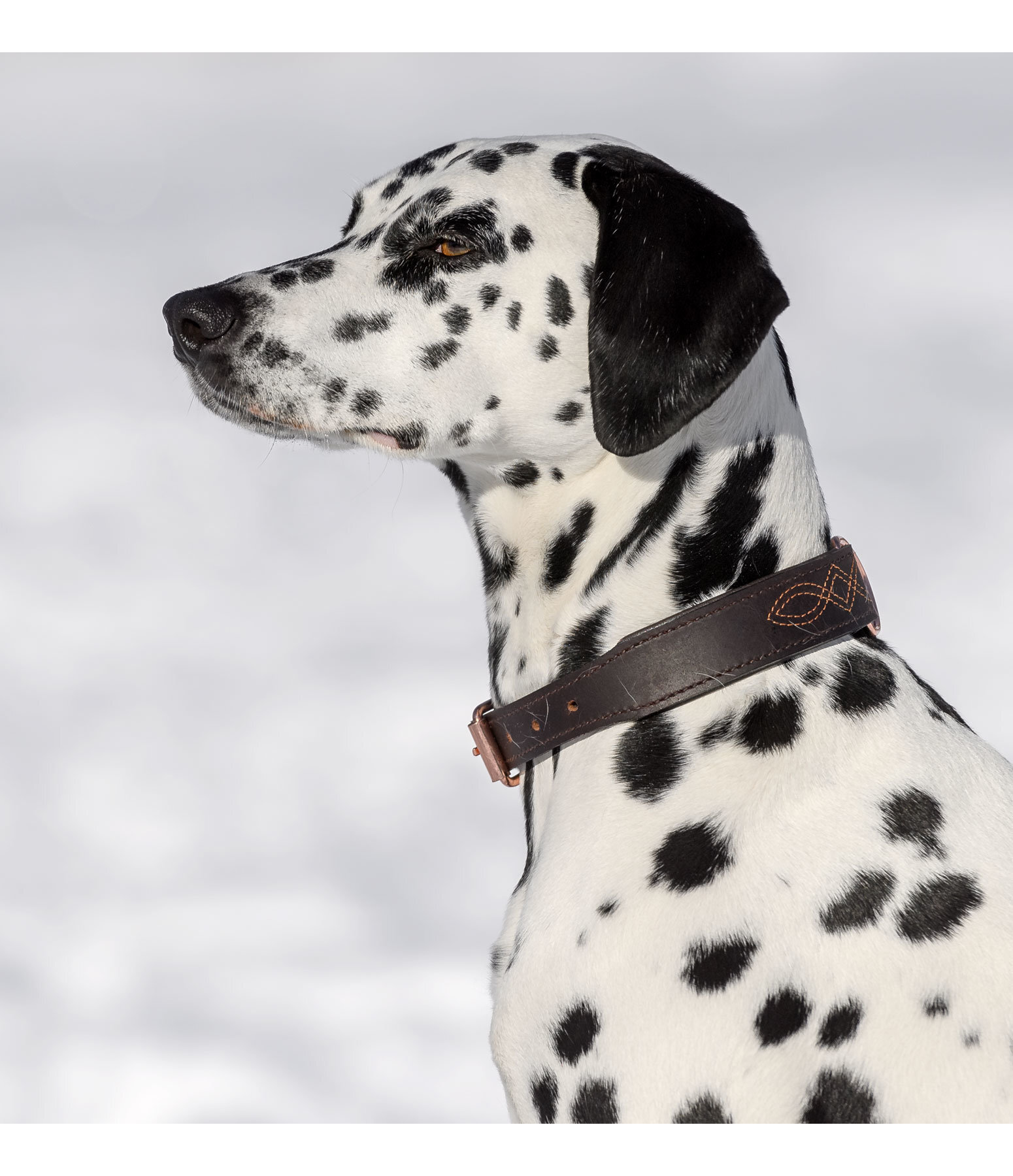 Collier en cuir pour chien  Livorno